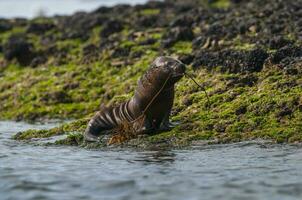 Seal in Patagonia photo