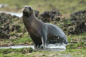 Seal in Patagonia photo