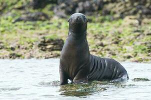 Seal in Patagonia photo