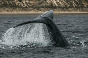 un ballena cola es visto en el agua foto
