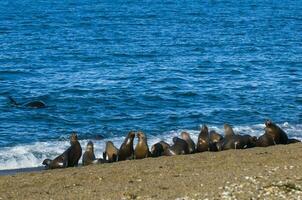 Seals in Patagonia photo