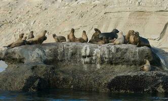 Seals in Patagonia photo