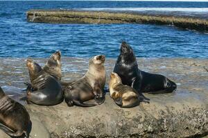 focas en Patagonia foto