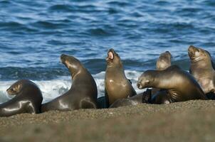 Seals in Patagonia photo