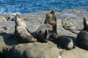 Seals in Patagonia photo