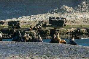 focas en Patagonia foto