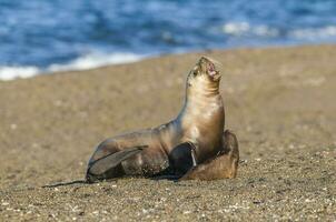 Seal in Patagonia photo