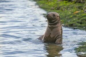 Seal in Patagonia photo