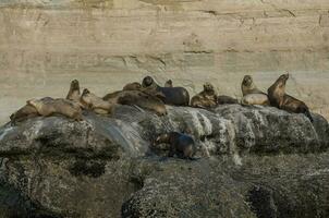 Seals in Patagonia photo