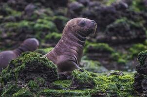 Seals in Patagonia photo