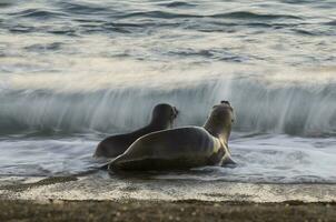 Seals in Patagonia photo