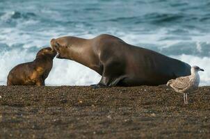 Seals in Patagonia photo