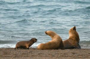 Seals in Patagonia photo