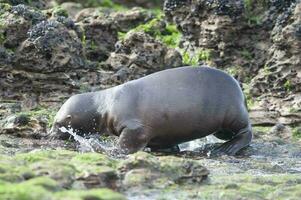 Seal in Patagonia photo