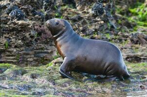 Seal in Patagonia photo