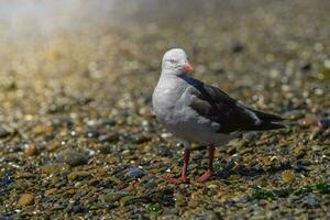 Isolated Dolphin Gull photo