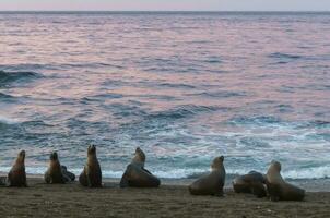 Seals in Patagonia photo