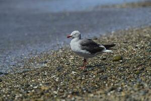 aislado delfín gaviota foto