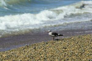 Isolated Dolphin Gull photo