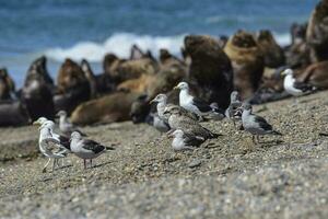 mar gaviota con mar leones en el fondo, Patagonia , argentina. foto