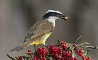 genial kiskadee pitangus sulfurato, pantanal, mato asqueroso, brasil foto