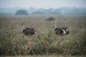 Greater Rhea bird in Pampas, Argentina photo