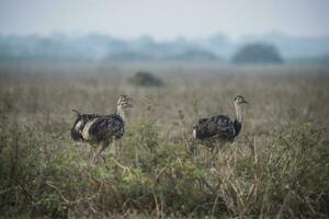 Greater Rhea bird in Pampas, Argentina photo