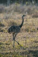 Greater Rhea bird in Pampas, Argentina photo