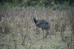 Greater Rhea bird in Pampas, Argentina photo