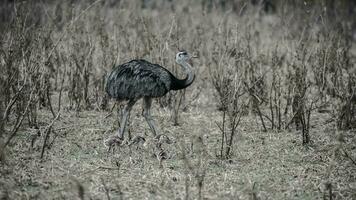 Greater Rhea bird in Pampas, Argentina photo