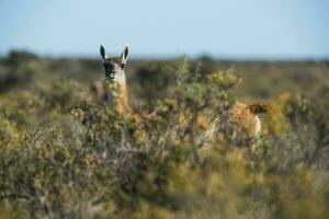 guanacos en Chile foto