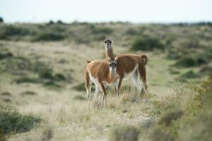 guanaco animal en el salvaje, pampa, argentina foto