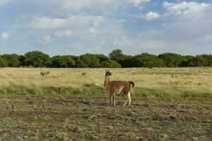 Guanaco animal in the wild, Pampas, Argentina photo