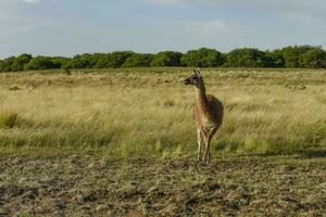 Guanaco animal in the wild, Pampas, Argentina photo