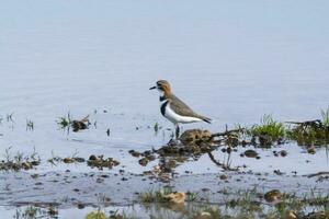 aves playeras en las pampa, argentina foto