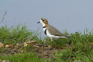 aves playeras en las pampa, argentina foto