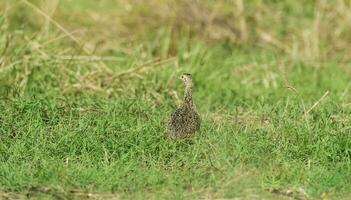 manchado tinamú pájaro en las pampa, argentina foto