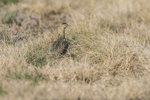 manchado tinamú pájaro en las pampa, argentina foto