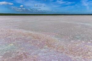 sal campo en Dunaliella salina, argentina foto