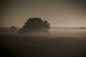 Landscape in Las Pampas, Argentina photo