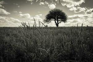 Landscape in Las Pampas, Argentina photo