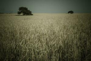 Landscape in Las Pampas, Argentina photo