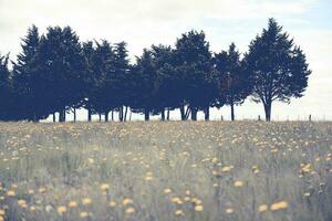 Landscape in Las Pampas, Argentina photo