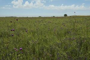 Flower field in Las Pampas, Argentina photo