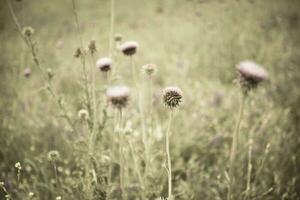 Flower field in Las Pampas, Argentina photo