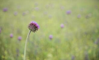 Flower field in Las Pampas, Argentina photo