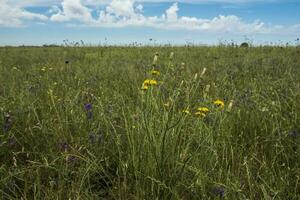 Flower field in Las Pampas, Argentina photo