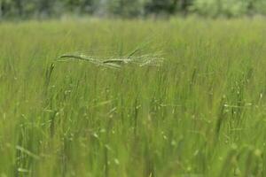 Wheat Grass field photo