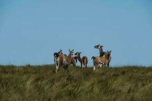 Guanacos in Chile photo