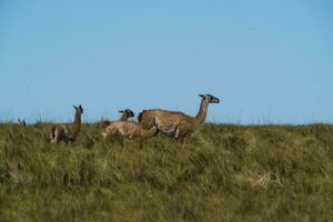 Guanacos in Chile photo